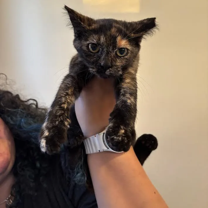 A baby small-sized female Tortoiseshell Domestic Short Hair cat named Truffle C for adoption in Minnetonka, MN