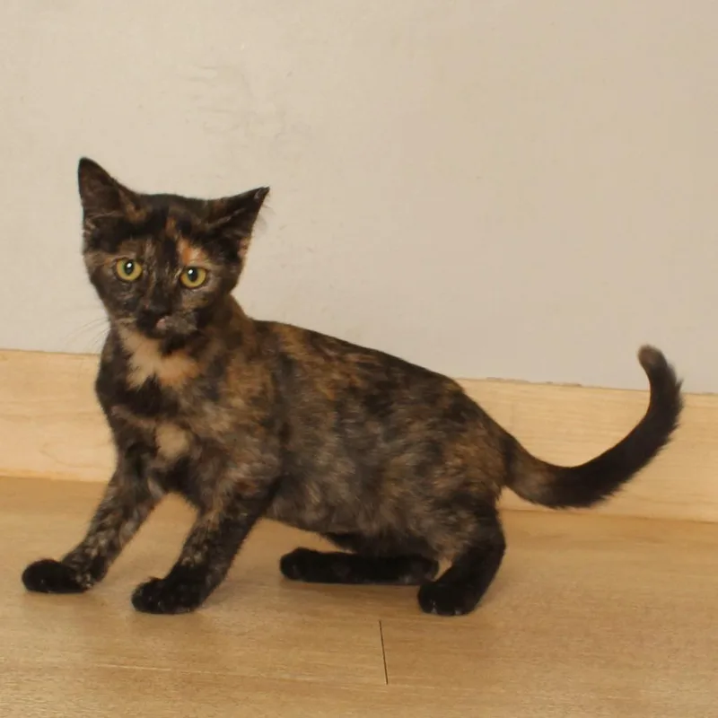 Truffle C thumbnail 2