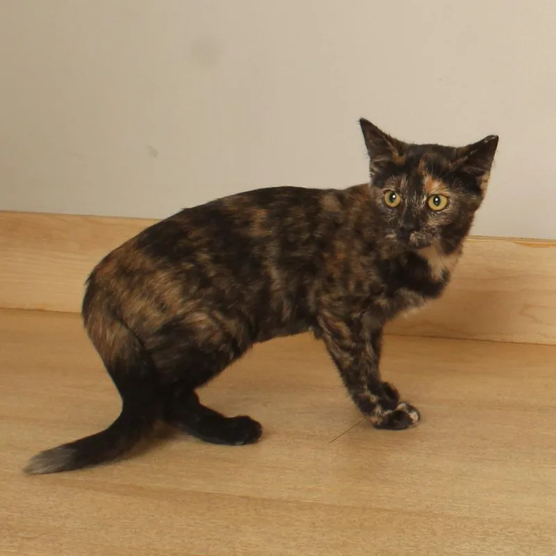 Truffle C thumbnail 5