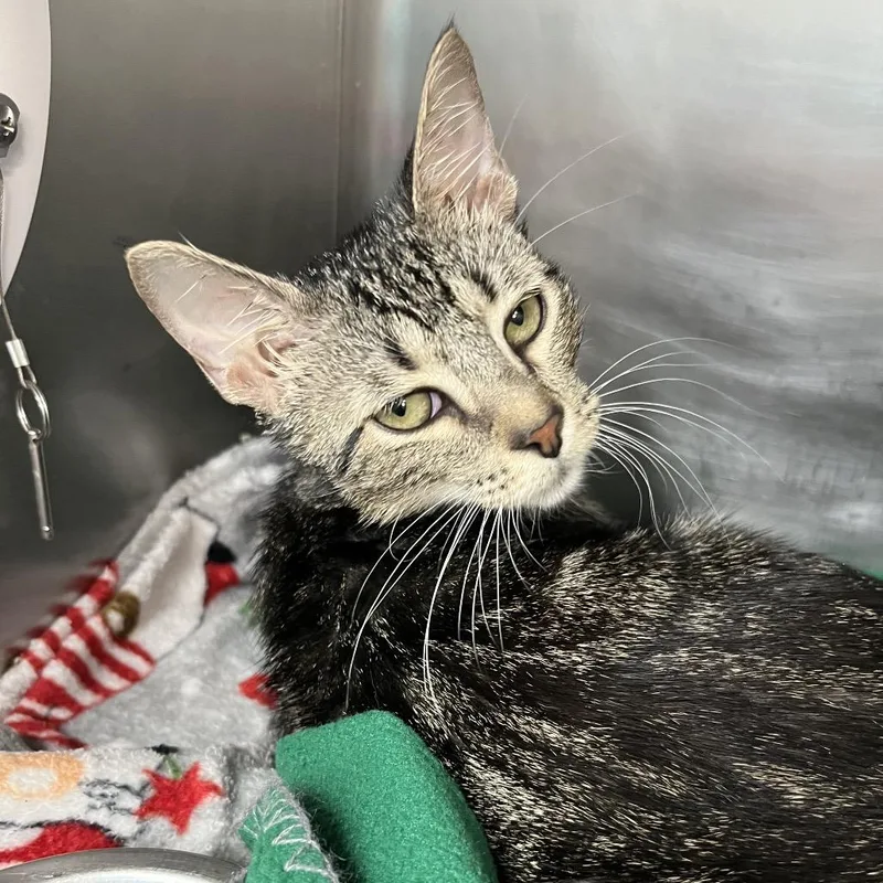 A baby medium-sized male Brown / Chocolate Domestic Short Hair cat named Jude for adoption in Lakeland, FL