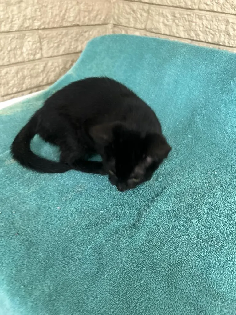 A baby small-sized male Domestic Short Hair cat named Bowie for adoption in Rocky Mount, NC