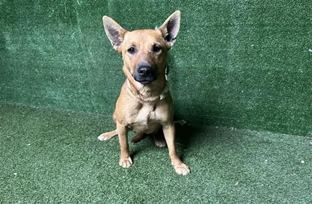 A young medium-sized female German Shepherd Dog dog named Josie for adoption in Lancaster, CA