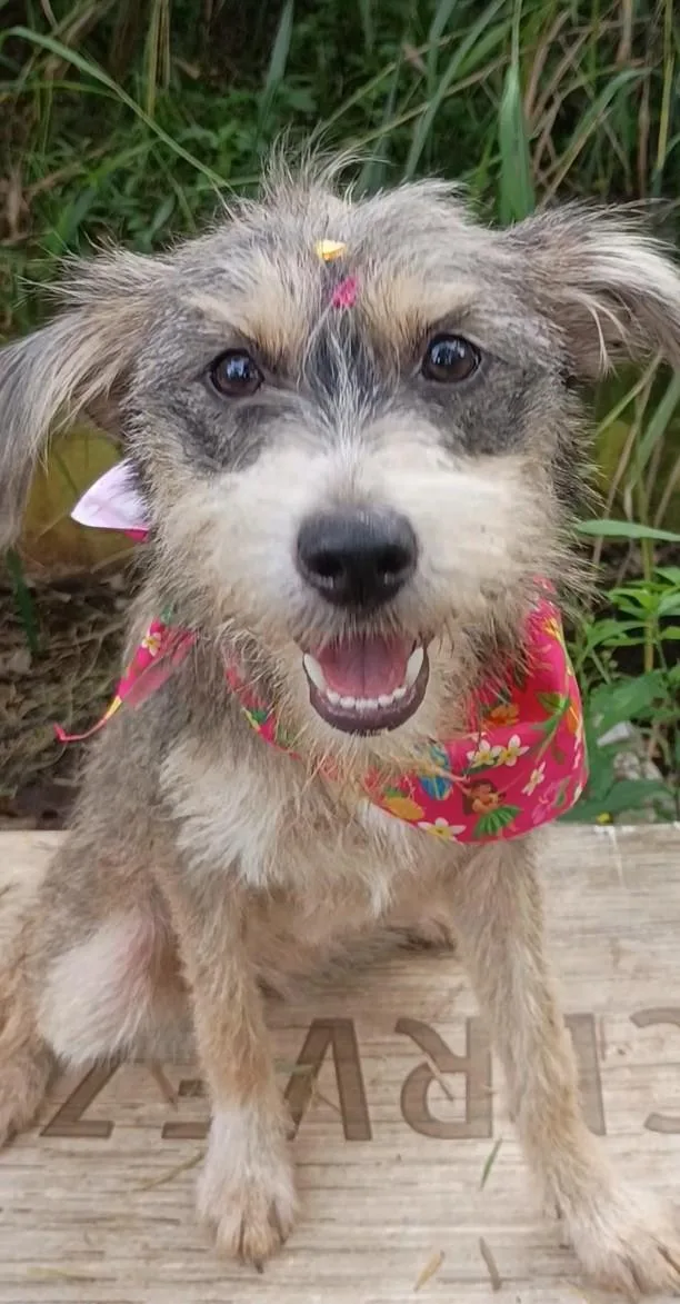 A young medium-sized female Schnauzer dog named Brianna for adoption in Albion, NY
