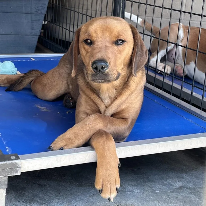 A young medium-sized male Red / Chestnut / Orange Beagle dog named Kyler for adoption in Springfield, MA