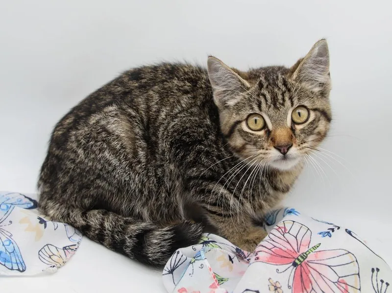 Marcel Ii thumbnail 2