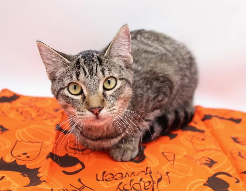 Marcel Ii thumbnail 3