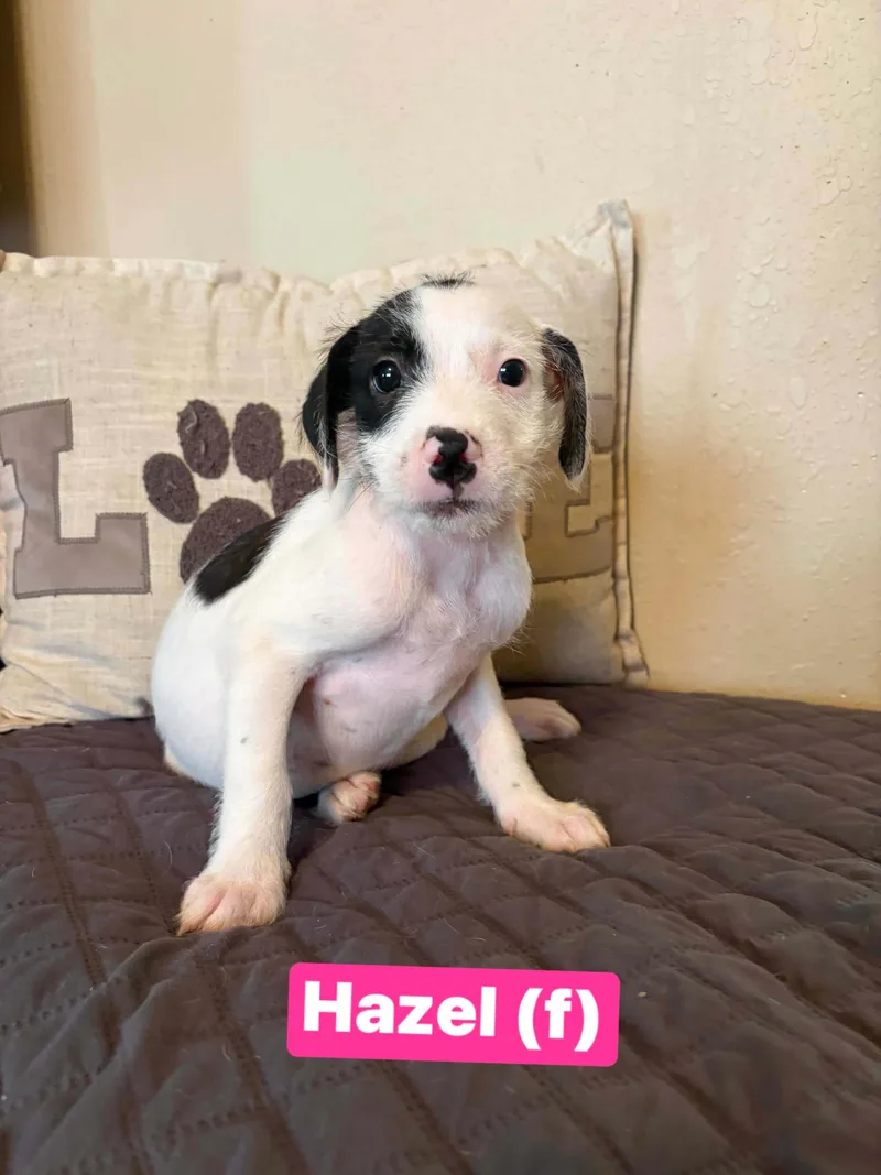 Hazel