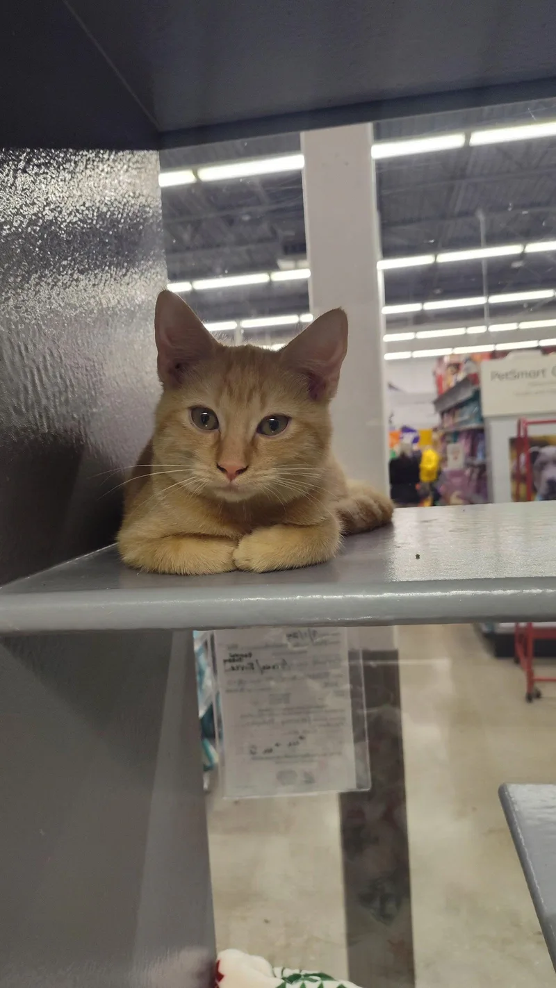 A young medium-sized female Tortoiseshell cat named Frida for adoption in Naples, FL