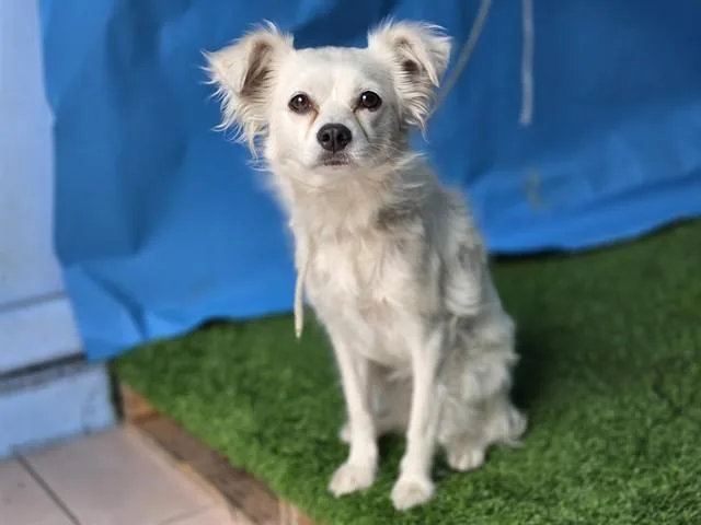 A young small-sized female Papillon dog named Piper for adoption in Gardena, CA