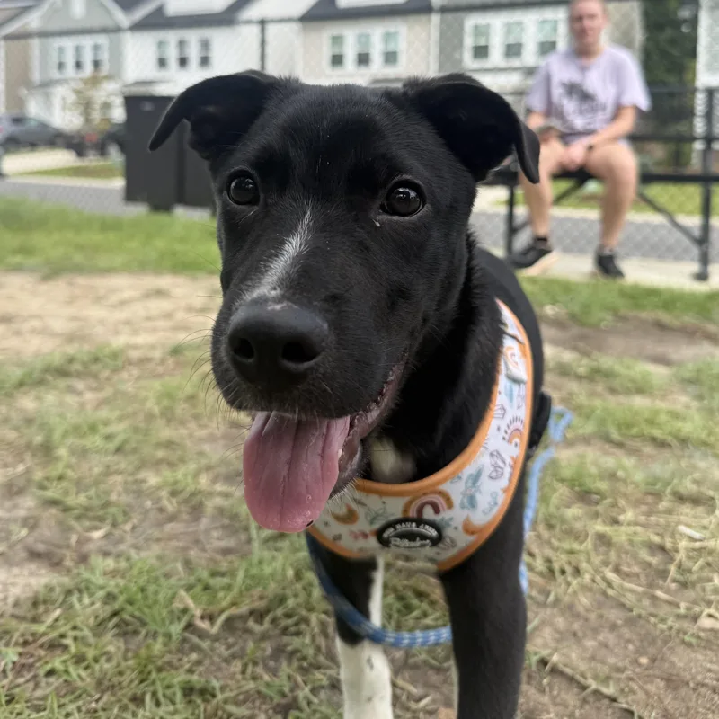 A baby medium-sized male Black Mixed Breed dog named HBO Max for adoption in Columbia, SC