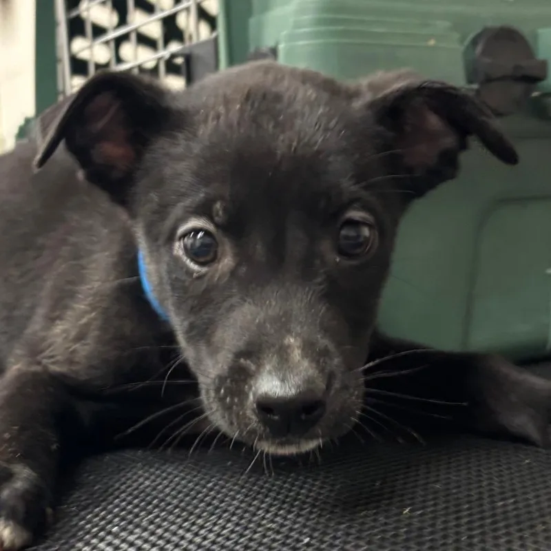 A young large-sized male Black Husky dog named Texas Pete for adoption in Manhattan, KS