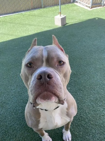 An adult large-sized male American Bulldog dog named Chapo for adoption in Oceanside, CA