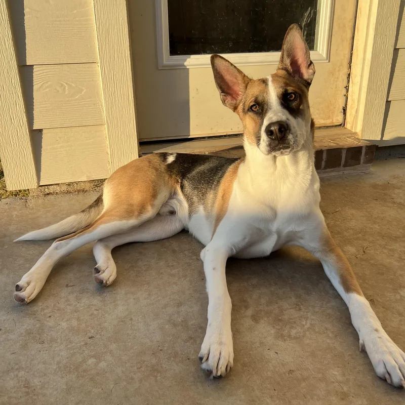 A young medium-sized male Tricolor (Brown, Black, & White) German Shepherd Dog dog named Jaxon for adoption in Bryan, TX