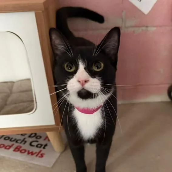 A young medium-sized female Black Domestic Short Hair cat named Rosetta for adoption in Laredo, TX