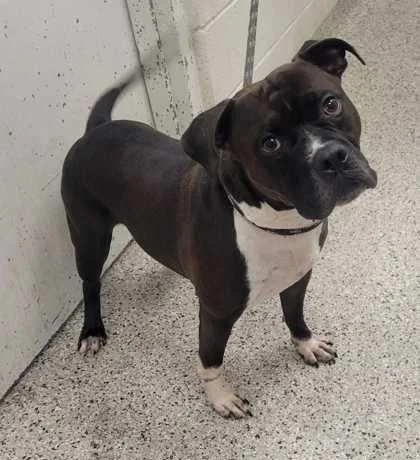 An adult large-sized male Black Pit Bull Terrier dog named Sinon for adoption in Kansas City, MO