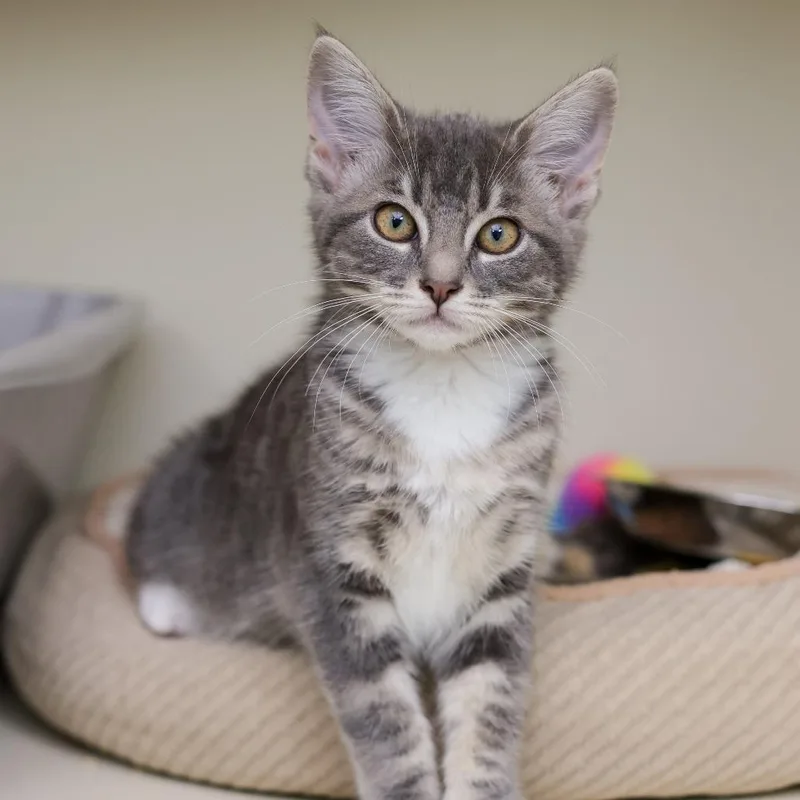 A baby small-sized female Gray / Blue / Silver Domestic Long Hair cat named Tsubomi for adoption in Los Angeles, CA