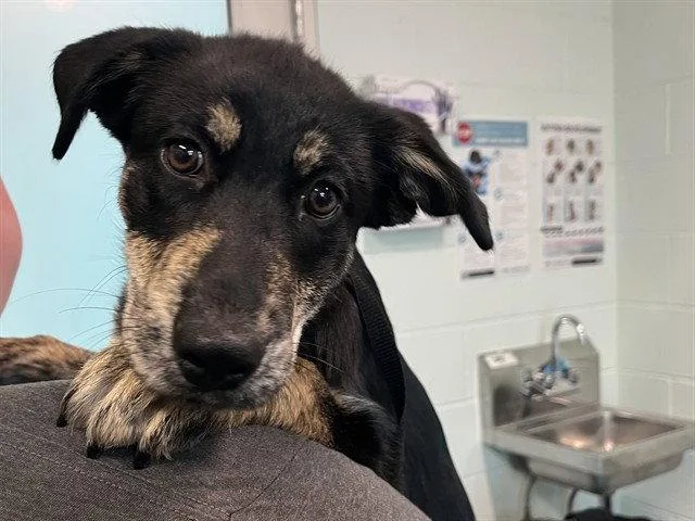 A baby small-sized female Labrador Retriever dog named Coral for adoption in Tavares, FL