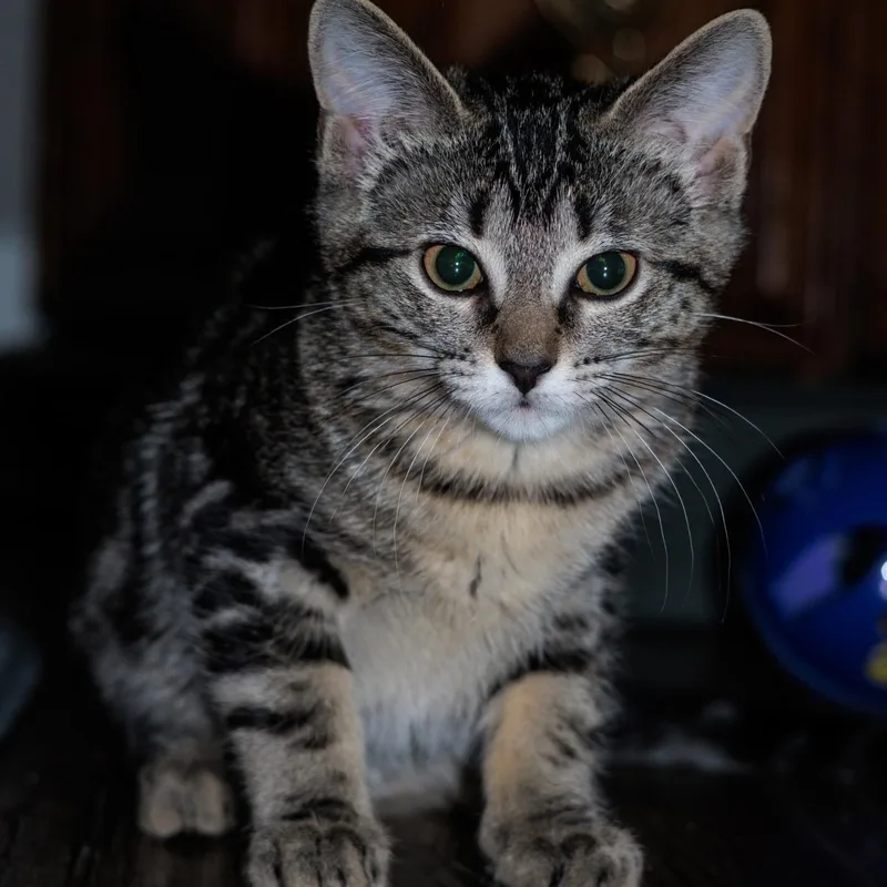 A young large-sized female Domestic Short Hair cat named Olivia for adoption in Fort Worth, TX
