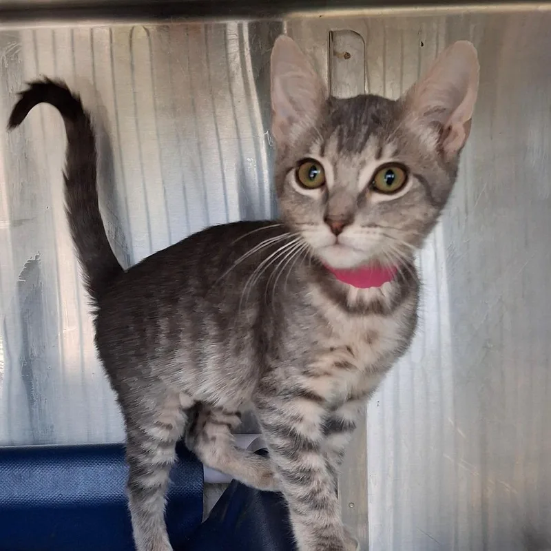A baby small-sized female Gray / Blue / Silver Domestic Short Hair cat named Willa for adoption in Lakeland, FL