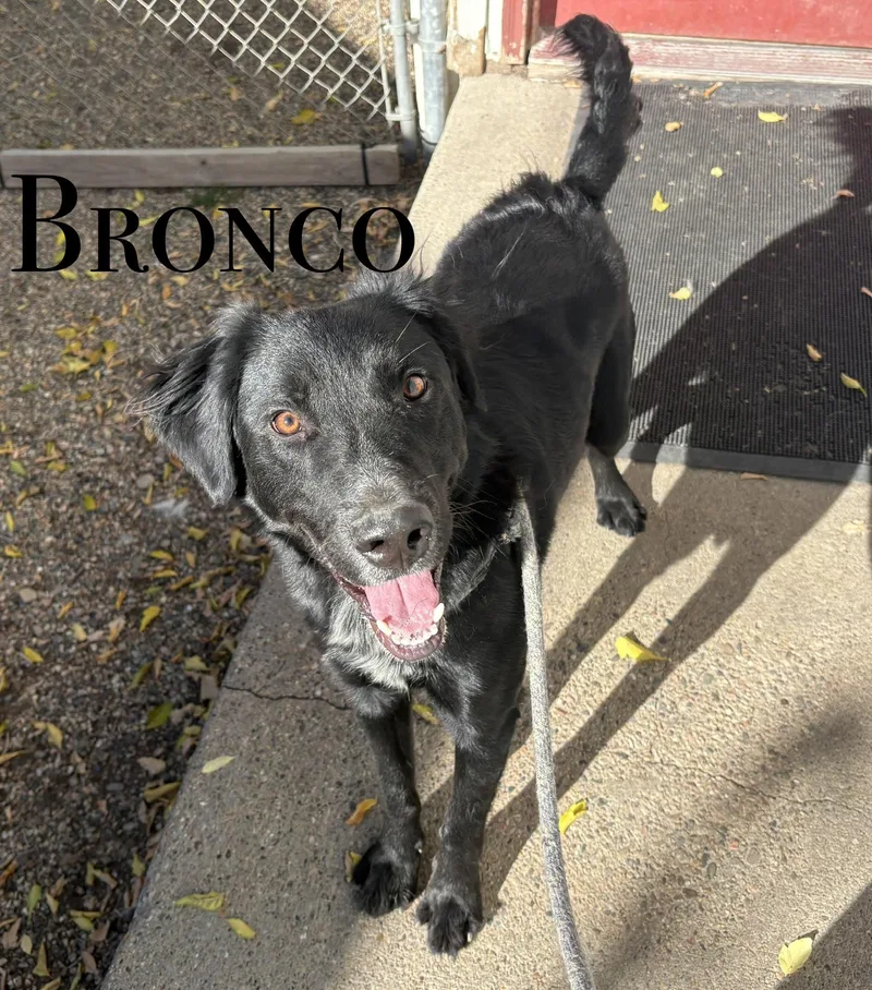 An adult medium-sized male Labrador Retriever dog named Bronco for adoption in Craig, CO