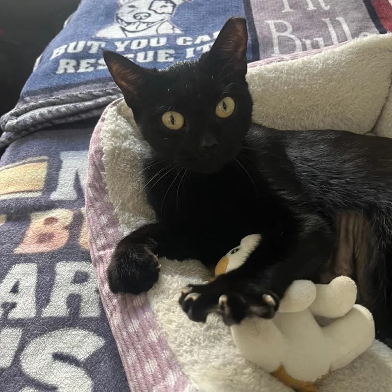 An adult medium-sized female Black Domestic Short Hair cat named Licorice for adoption in Miami, FL