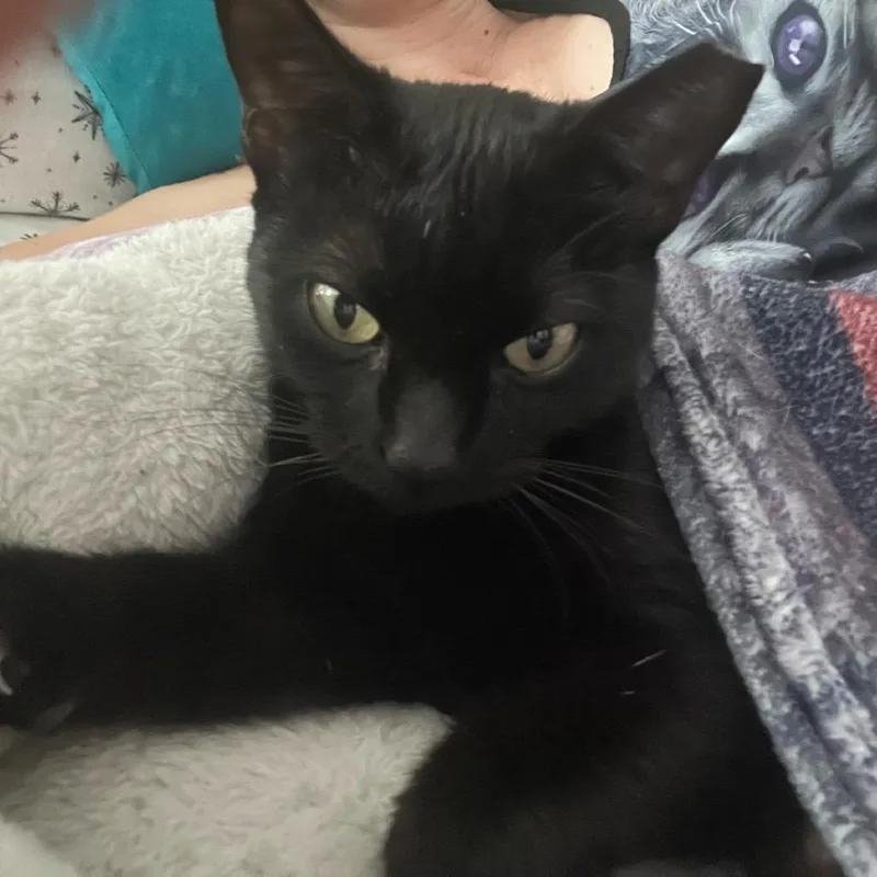 Licorice thumbnail 2