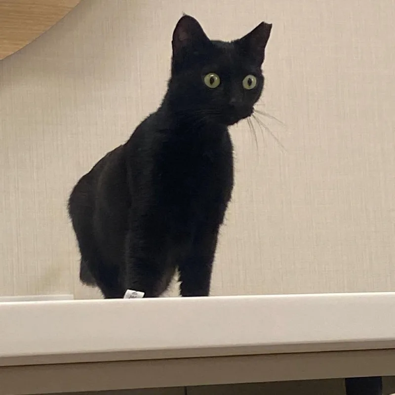 Licorice thumbnail 3