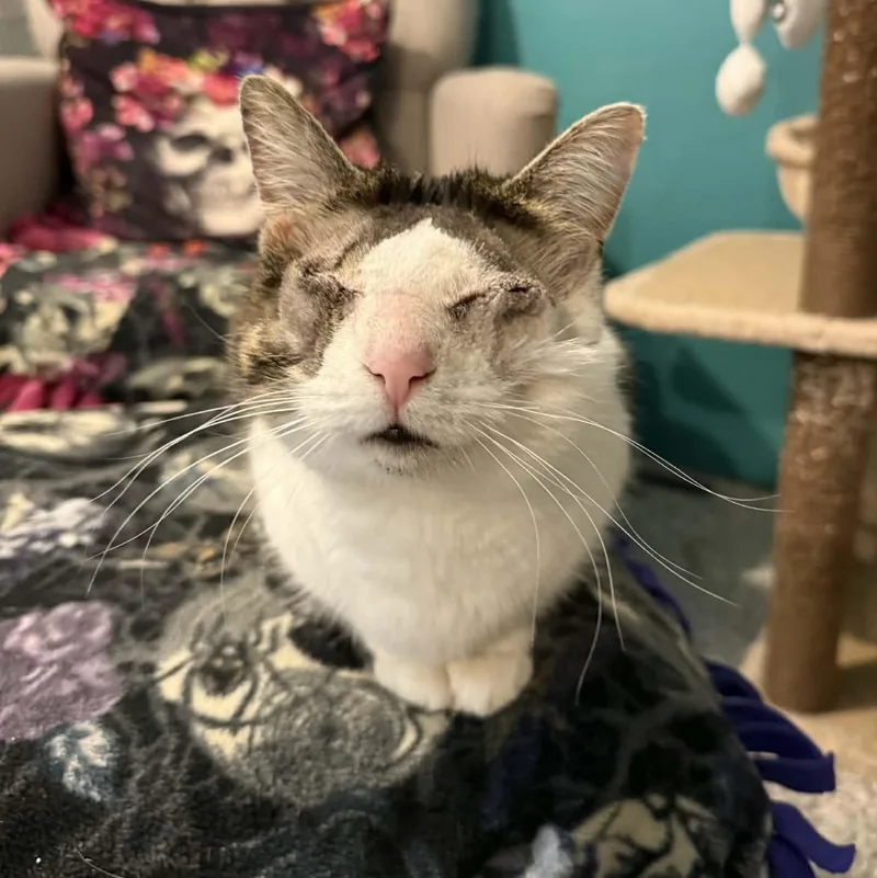 Gertrude thumbnail 2