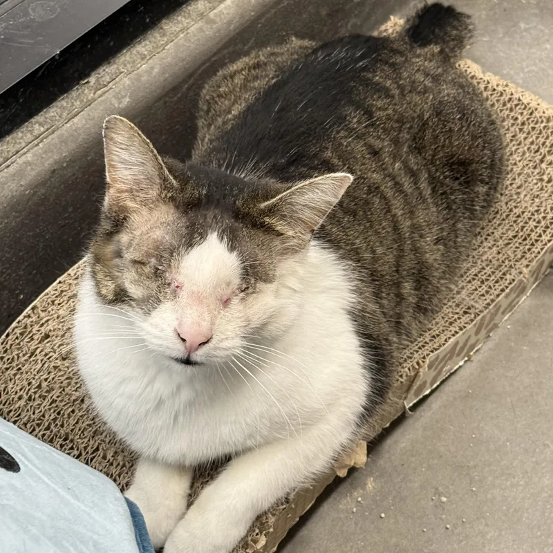 Gertrude thumbnail 3