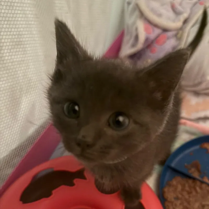 A baby small-sized female Gray / Blue / Silver Domestic Short Hair cat named Turtwig for adoption in Roanoke, VA