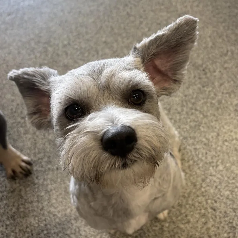An adult small-sized male Gray / Blue / Silver Miniature Schnauzer dog named Sitka 'Staccato' for adoption in Houston, TX