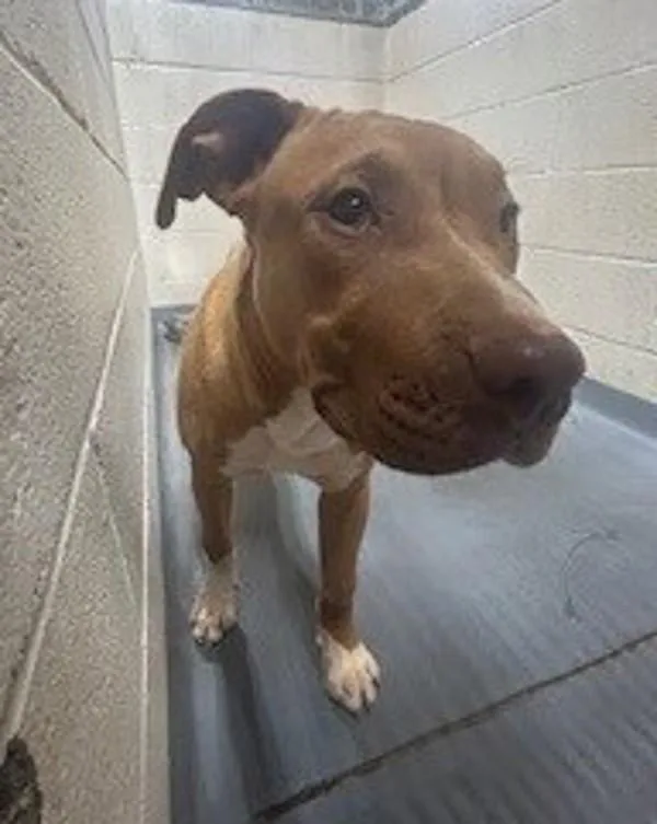An adult medium-sized male Pit Bull Terrier dog named B Bruno for adoption in Dallas, GA
