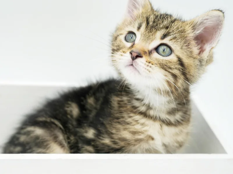 A baby small-sized male Tabby (Brown / Chocolate) Tabby cat named Brooks Is Oh So for adoption in Bedford Hills, NY
