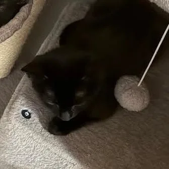 A baby medium-sized male Domestic Short Hair cat named Zabo C for adoption in Princeton, MN