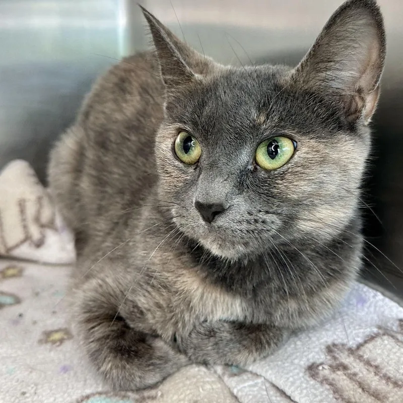 An adult medium-sized female Tortoiseshell Domestic Short Hair cat named Farmer's Market for adoption in Matteson, IL