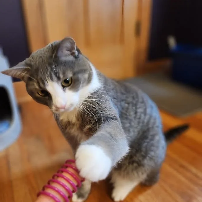 Polliwog thumbnail 4