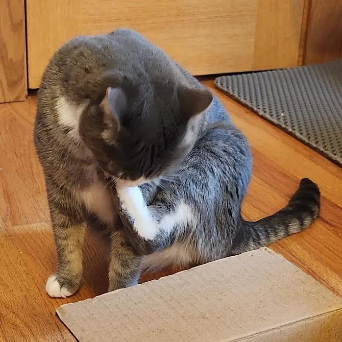 Polliwog thumbnail 5