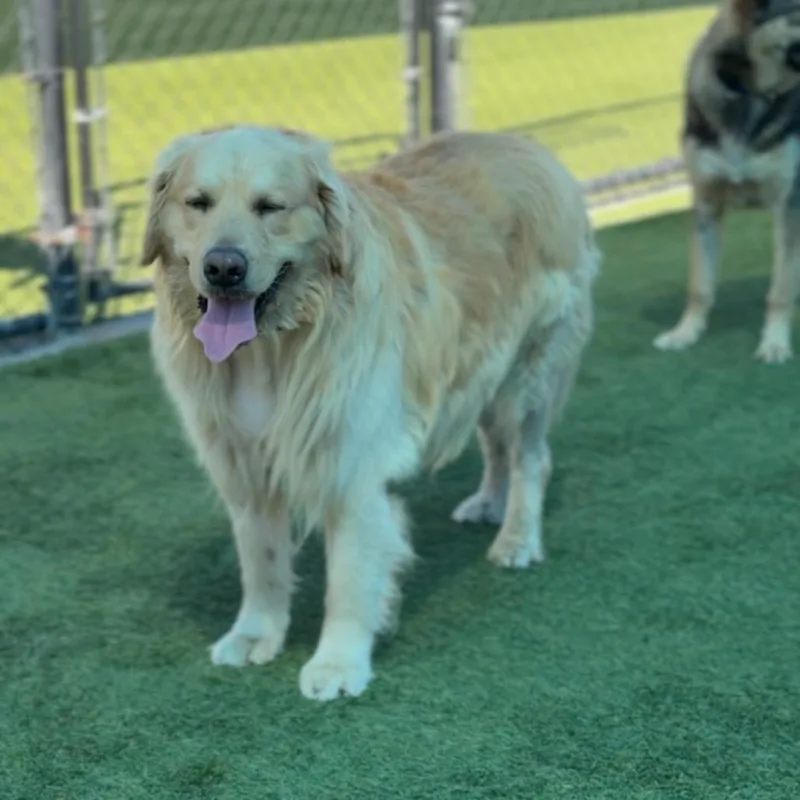 An adult extra large-sized male Golden Golden Retriever dog named Shadow A for adoption in Mission Hills, CA