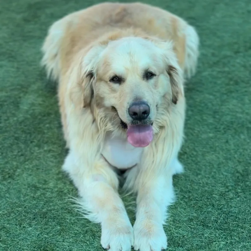 Shadow A thumbnail 3