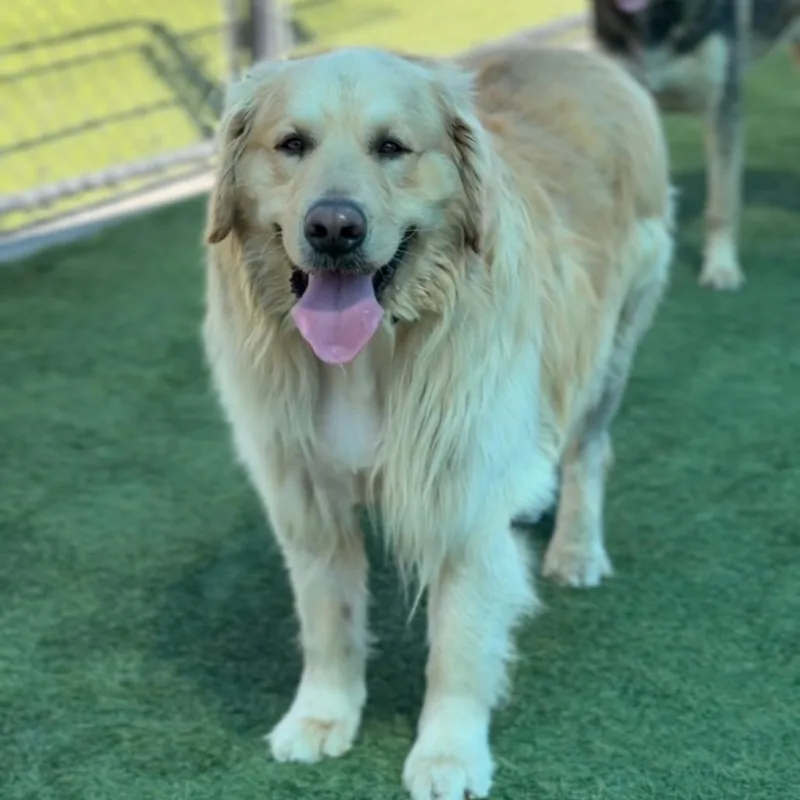 Shadow A thumbnail 6