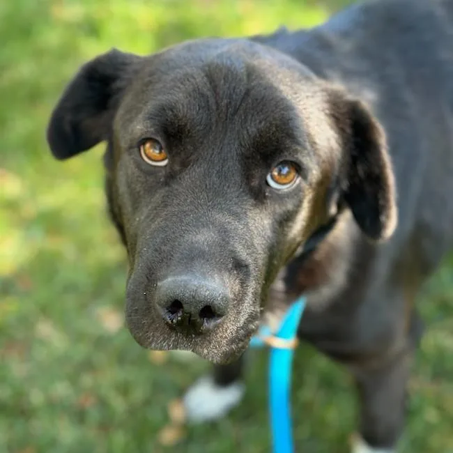 An adult large-sized female Labrador Retriever dog named Shasta for adoption in San Diego, CA
