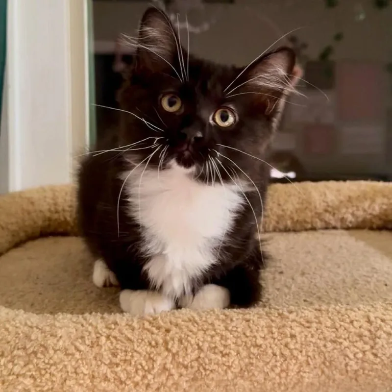 A baby small-sized female Domestic Medium Hair cat named Bay for adoption in Cumming, GA