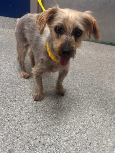 A senior small-sized male Yorkshire Terrier dog named A for adoption in Pasadena, TX