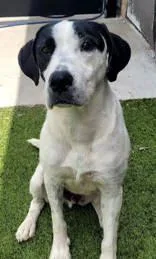 An adult medium-sized male Black German Wirehaired Pointer dog named Snoopy for adoption in Commerce, TX