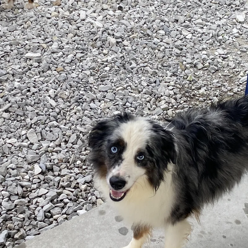 An adult small-sized male Merle (Blue) Australian Shepherd dog named Biscuit for adoption in Hartford, KY
