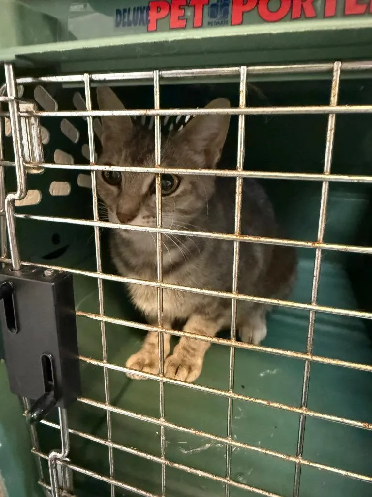 A young medium-sized female Domestic Short Hair cat named Not The Mama for adoption in Rome, GA