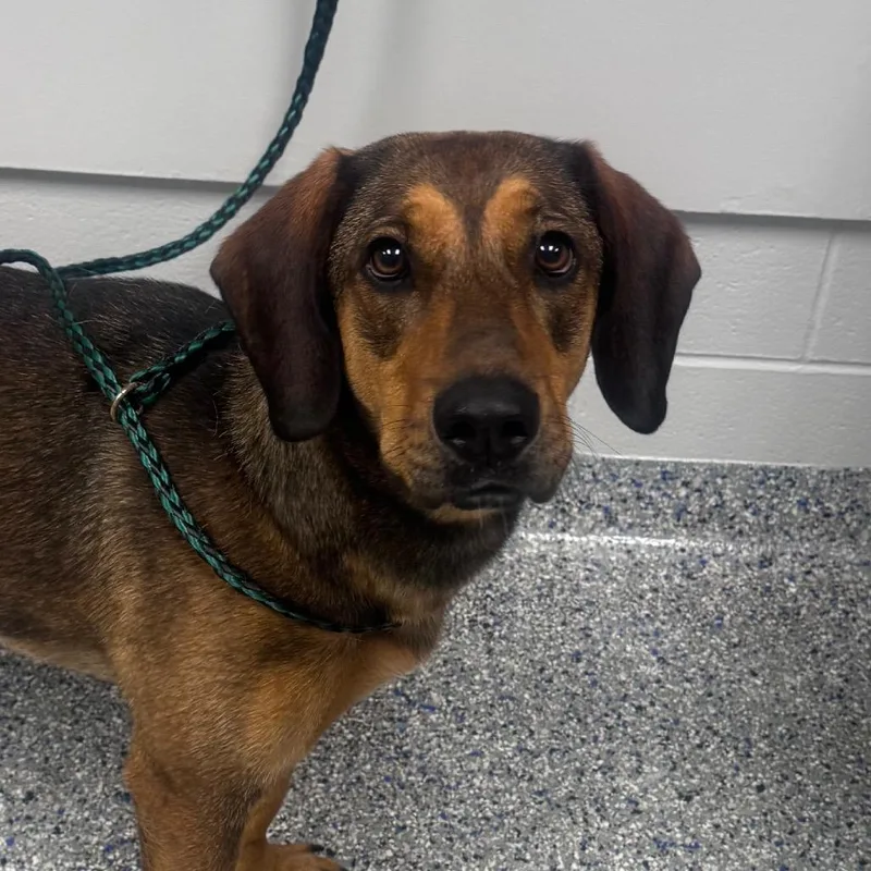 An adult medium-sized female Brown / Chocolate Hound dog named Daisy for adoption in Greenville, SC
