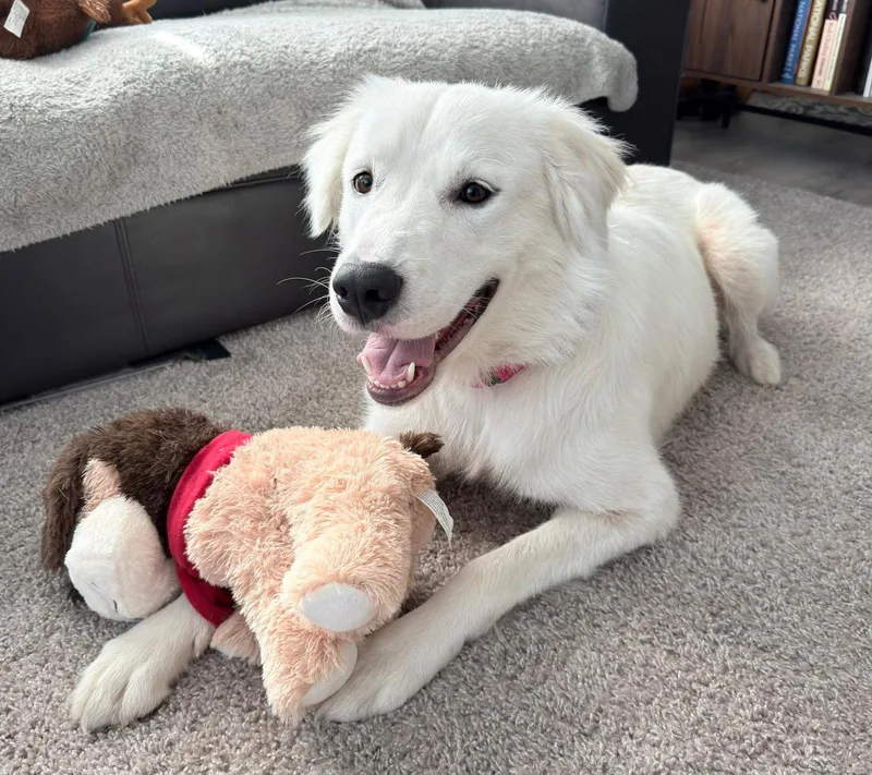 A young large-sized female Golden Retriever dog named Sheva for adoption in Minneapolis, MN