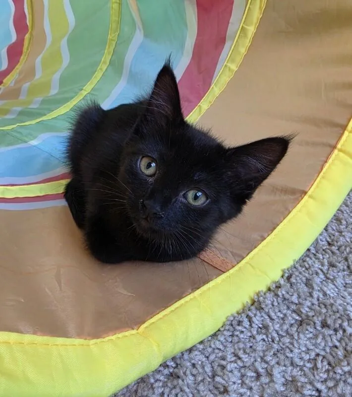 Millie  Vintage litter thumbnail 3