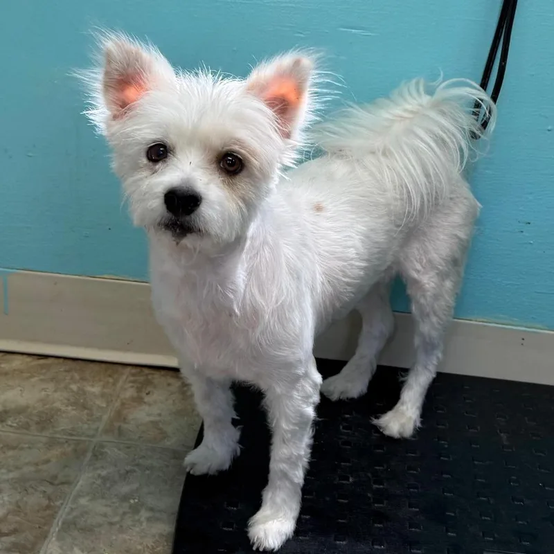 An adult small-sized female White / Cream Maltese dog named Confetti for adoption in Boerne, TX